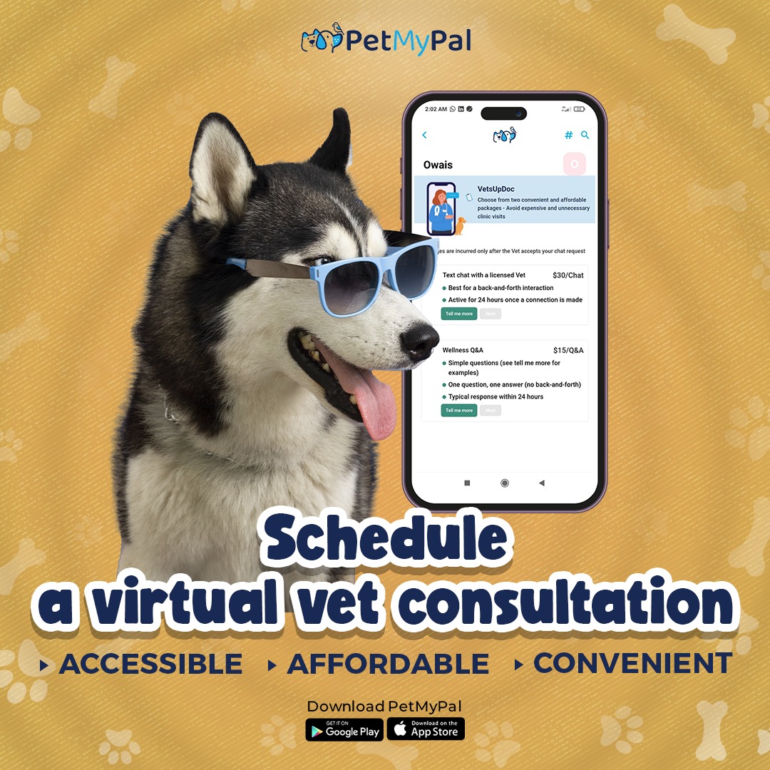 pets social media creative design agency