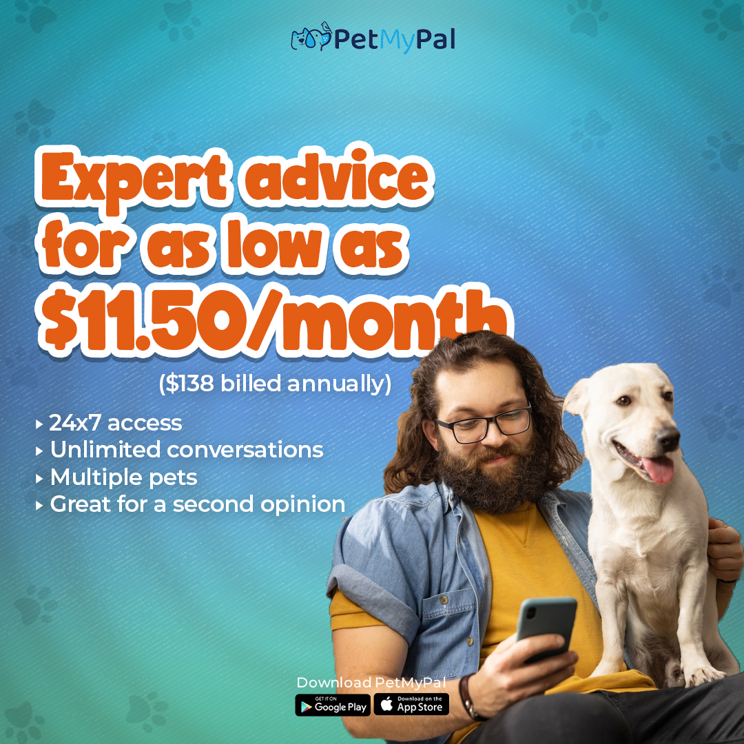 petmypal social media creative design agency portfolio
