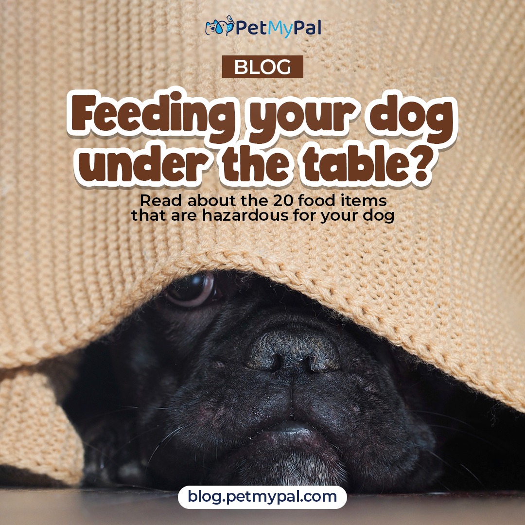 pet app social media creative design agency portfolio